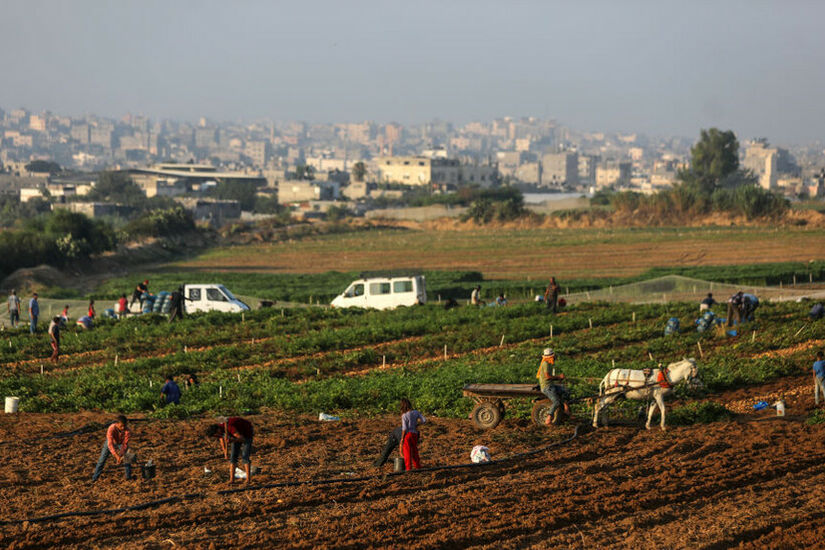 الجيش الإسرائيلي يمنع الزراعة قرب حدود غزة