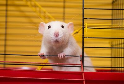 العلماء يتمكنون من القضاء على سرطان الكبد لدى الفئران باستخدام تقنية واعدة!