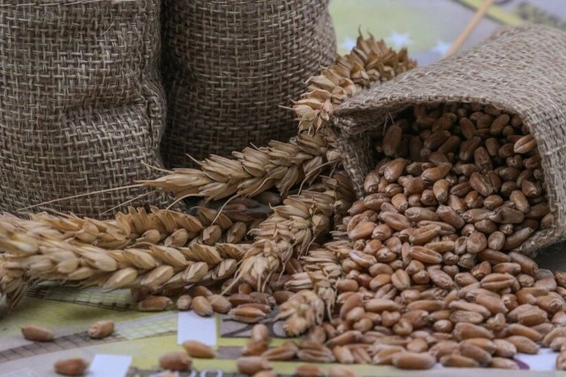 الأمم المتحدة تعترف بأهمية صادرات روسيا الزراعية لضمان الأمن الغذائي العالمي