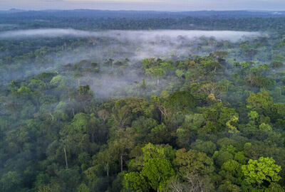 الرئيس البرازيلي يكشف عن خطة لوقف إزالة الغابات في الأمازون