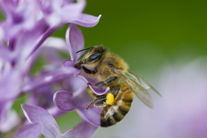 سكر طبيعي يقتل نحل العسل قد يكون سلاحا سريا ضد السرطان وينقذ حياة الملايين من البشر