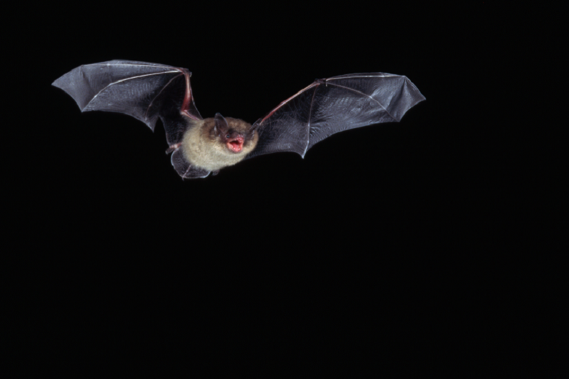الكشف عما يجعل الخفافيش حاضنة مثالية للفيروسات!