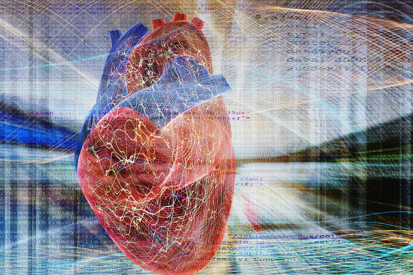 علماء يطورون قلبا حيويا نابضا لدراسة اضطرابات القلب