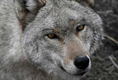 مصرع شخص وإصابة 3 آخرين هاجمهم ذئب جنوبي روسيا