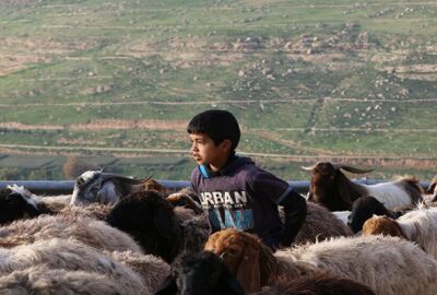 اللسان الأزرق يحظر على الصين استيراد الحيوانات المجترة من العراق