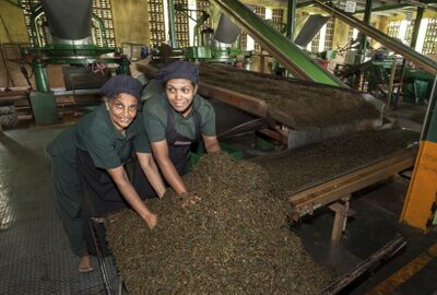 سريلانكا تسدد 20 مليون دولار من ديون النفط الإيراني بالشاي