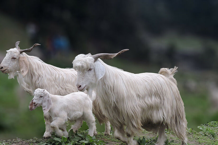 الصين.. نجاح عملية استنساخ اثنين من الماعز من السلالة التبتية