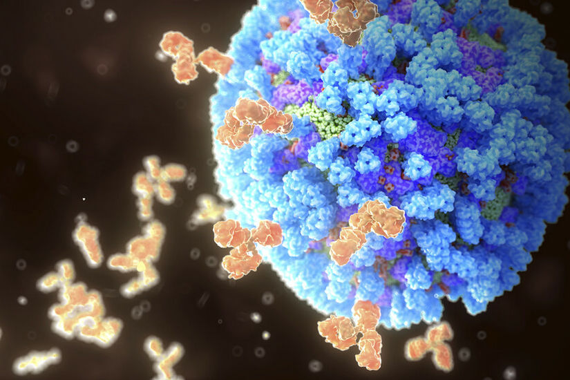 اكتشاف أجسام مضادة نادرة تستهدف الجانب المظلم لفيروس الإنفلونزا