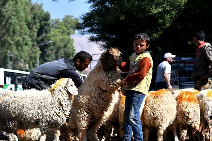سوريا.. أكاديمي يكشف كيف يقوم الغرب بإفساد ترميم الثروة الحيوانية في البلاد