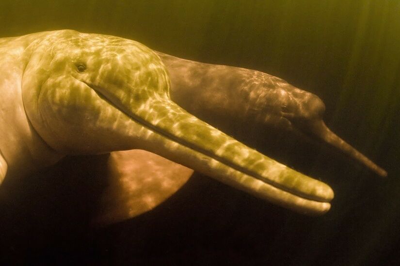 اكتشاف دلفين عملاق قديم في منطقة الأمازون