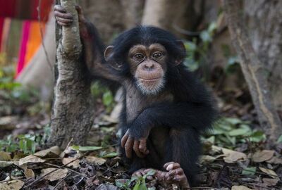 دراسة: استخراج الخامات المعدنية في إفريقيا يهدد حياة 30 بالمئة من القرود
