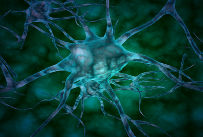 خلايا زومبي تكشف أسرار التعلم في الدماغ
