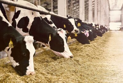 فرنسا تبحث استئناف شحن الأبقار إلى سوق المواشي بالجزائر