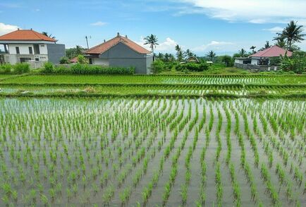 علماء البيئة: مكافحة استنزاف المياه الجوفية ستؤدي إلى ارتفاع أسعار الأرز والقمح