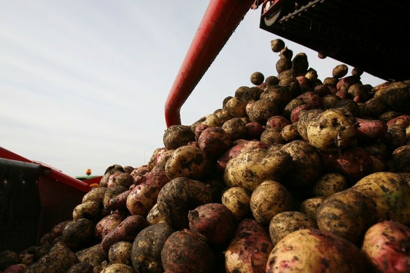 مصر.. إيقاف شركات عن تصدير البطاطا لروسيا وأوروبا