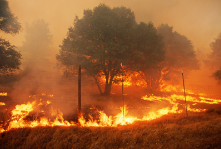 دراسة: وتيرة حرائق الغابات والسهوب تضاعفت خلال الـ20 عاما الماضية