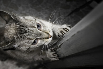 علماء يحددون أسباب مشكلة سلوكية لدى القطط وطريقة حلها