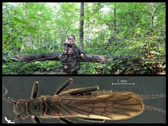 عالمة روسية تعثر على نوع جديد من الحشرات في أقصى شرق روسيا